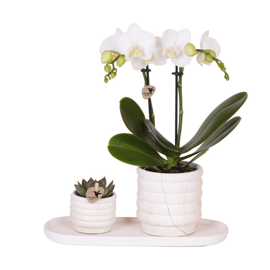 Anro Style Plantenset Slow Living small  | Witte Phalaenopsis Orchidee Lausanne en Succulent incl. keramieken sierpotten op wit organisch dienblad