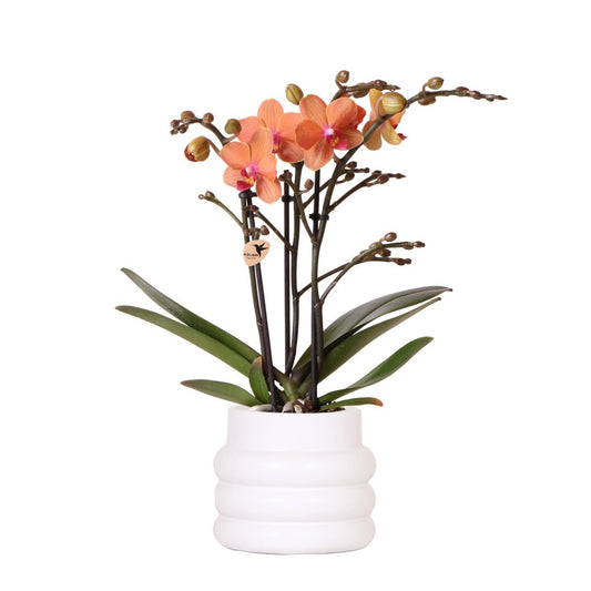 Anro Style Oranje Phalaenopsis orchidee - Mineral Bolzano + Bubble pot white - potmaat Ø9cm | bloeiende kamerplant - vers van de kweker