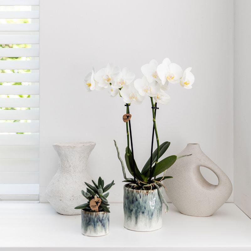 Anro Style witte Phalaenopsis orchidee – Amabilis + Sky pot – potmaat Ø9cm | bloeiende kamerplant in bloempot - vers van de kweker