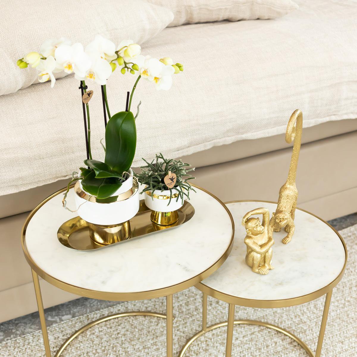 Anro Style COMBI DEAL van 4 witte Phalaenopsis orchideeën - Amabilis - potmaat Ø9cm | bloeiende kamerplant - vers van de kweker