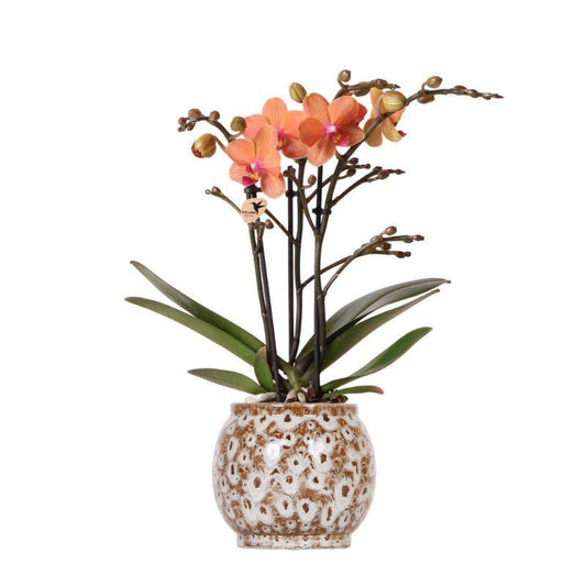 Anro Style Oranje Phalaenopsis orchidee - Mineral Bolzano + Safari pot - potmaat Ø9cm | bloeiende kamerplant - vers van de kweker