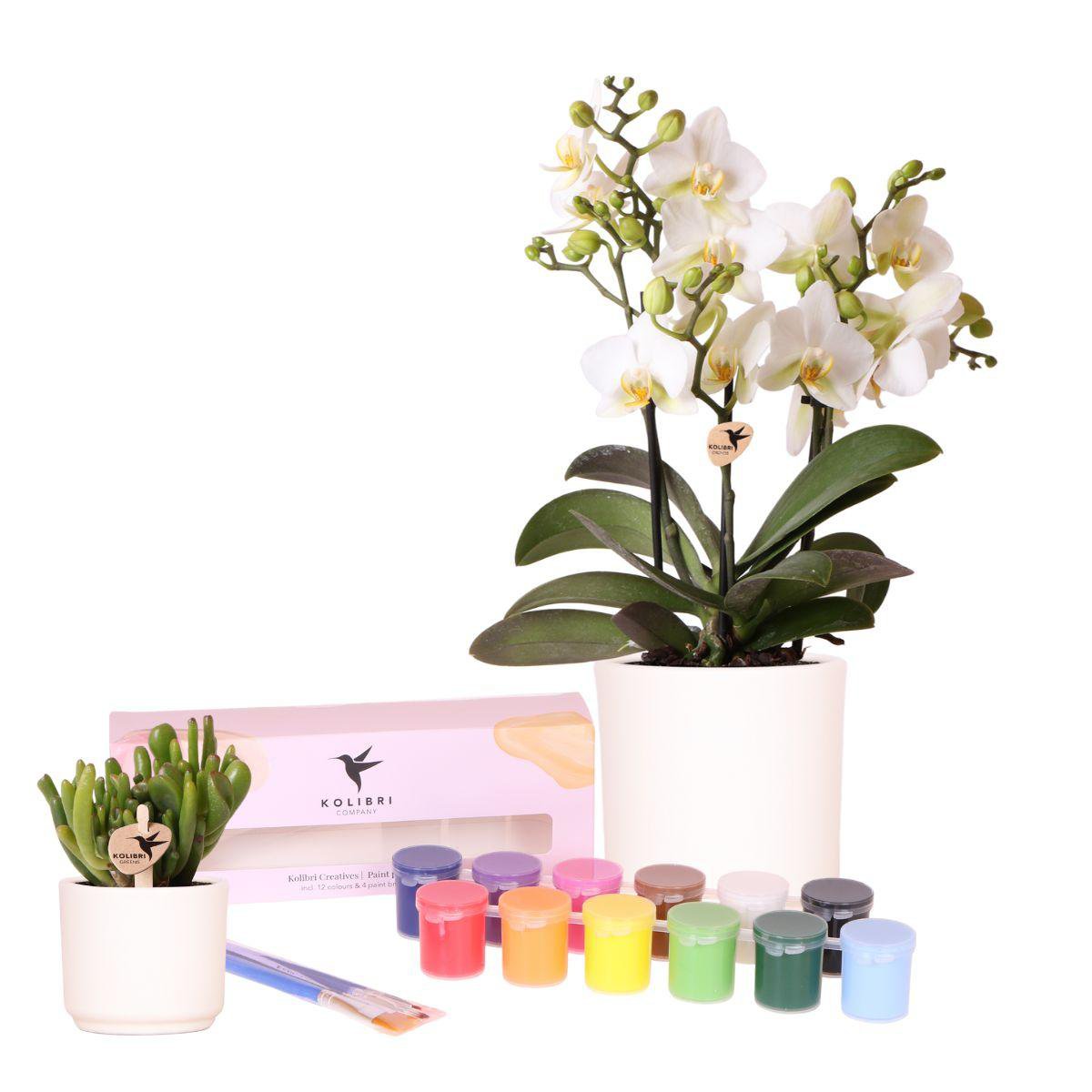Anro Style Verfpakket voor het schilderen van 8 bloempotten + orchideeën en succulenten | voor minimaal 4 personen | Creatieve visionair