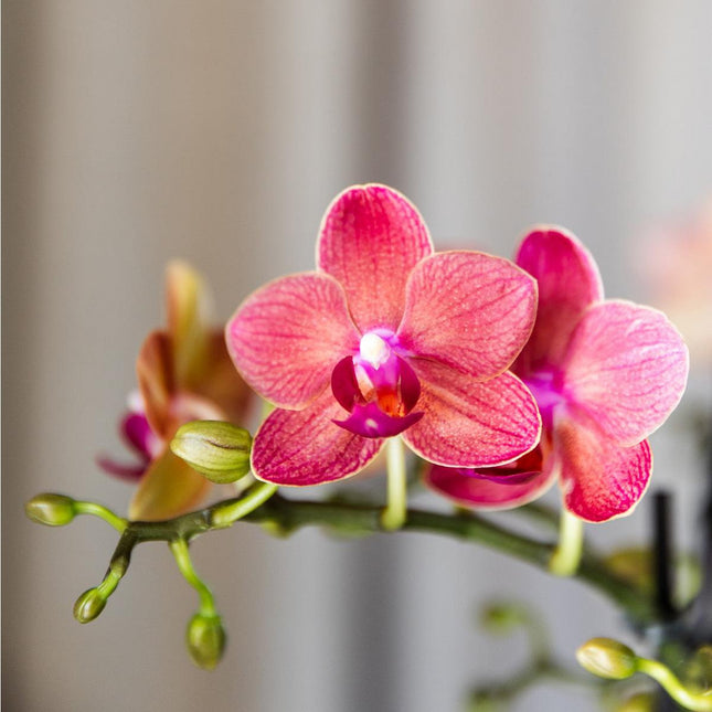 Anro Style COMBI DEAL van 4 oranje Phalaenopsis orchideeën - Congo - potmaat Ø9cm | bloeiende kamerplant - vers van de kweker