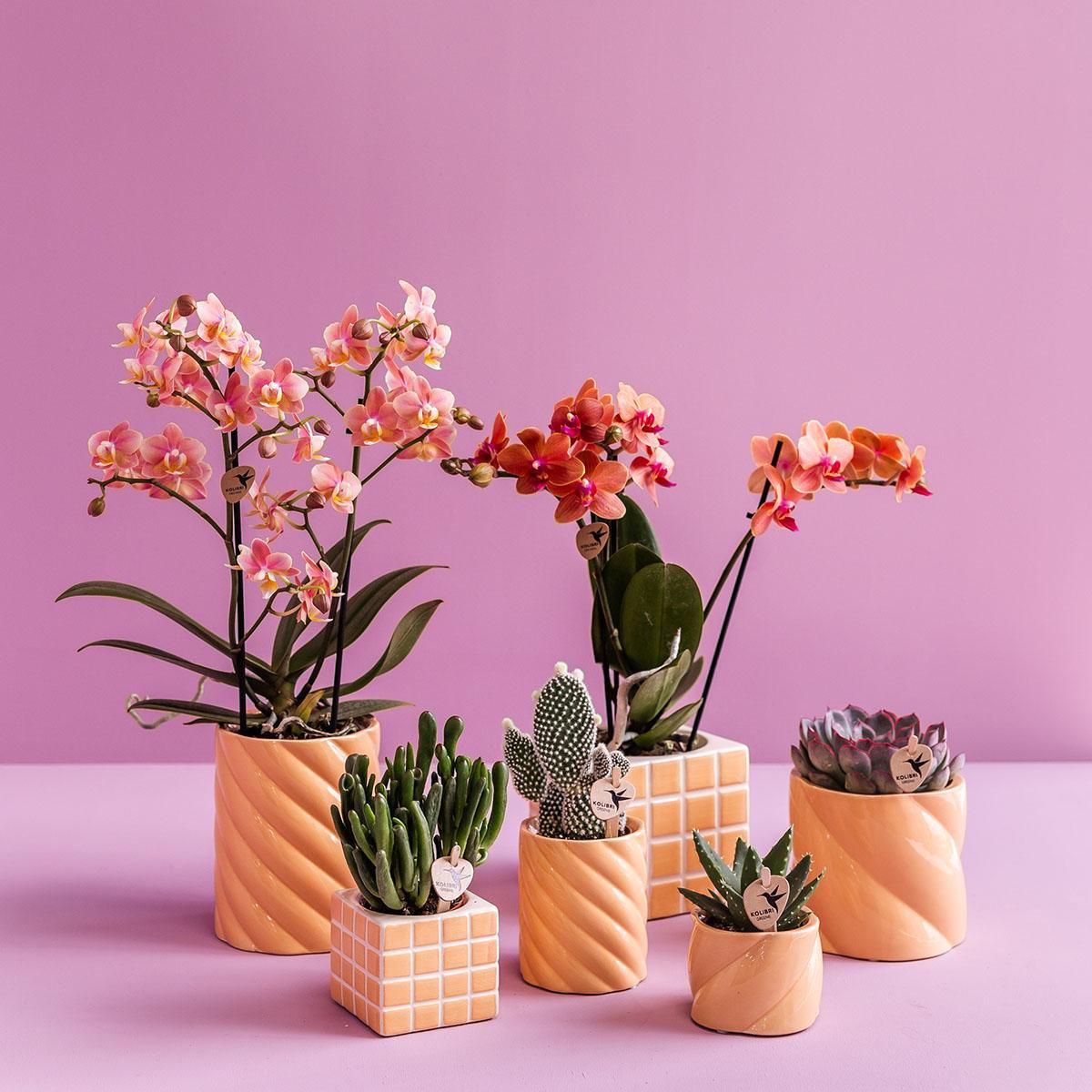 Anro Style Candy sierpot - Peach - Ø6cm