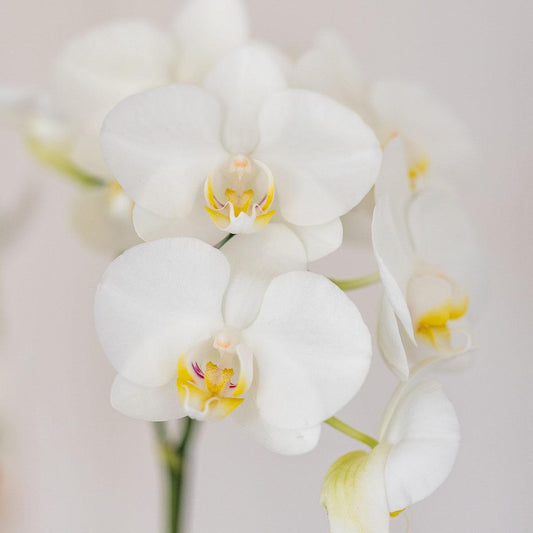 Anro Style witte orchidee Amabilis + Candy sierpot blauw - potmaat Ø9cm | bloeiende kamerplant - vers van de kweker
