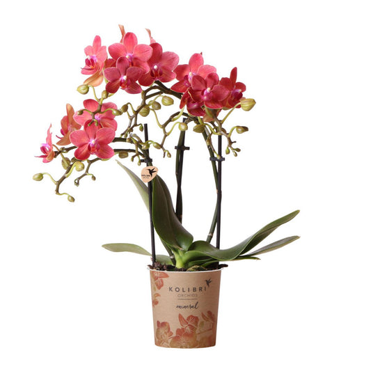Anro Style rode Phalaenopsis orchidee Congo potmaat Ø9cm