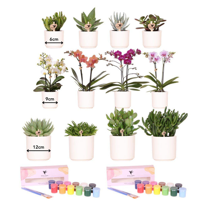 Anro Style Verfpakket voor het schilderen van 12 bloempotten + orchideeën en succulenten | voor minimaal 4 personen | Ware kunstenaar