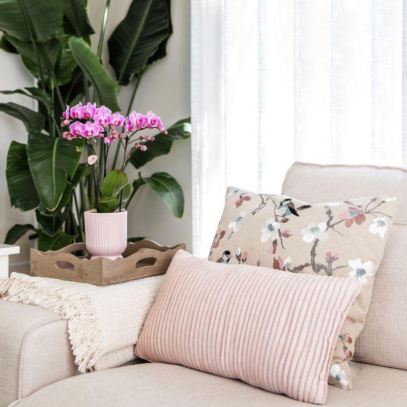 Anro Style| gele Phalaenopsis orchidee – Mexico + Citrus sierpot green – potmaat Ø9cm| bloeiende kamerplant in bloempot - vers van de kweker