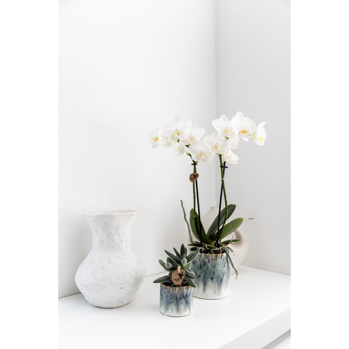 Anro Style witte Phalaenopsis orchidee – Amabilis + Sky pot – potmaat Ø9cm | bloeiende kamerplant in bloempot - vers van de kweker