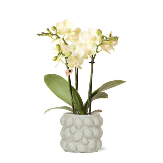 Anro Style| gele Phalaenopsis orchidee – Mexico + Citrus sierpot green – potmaat Ø9cm| bloeiende kamerplant in bloempot - vers van de kweker