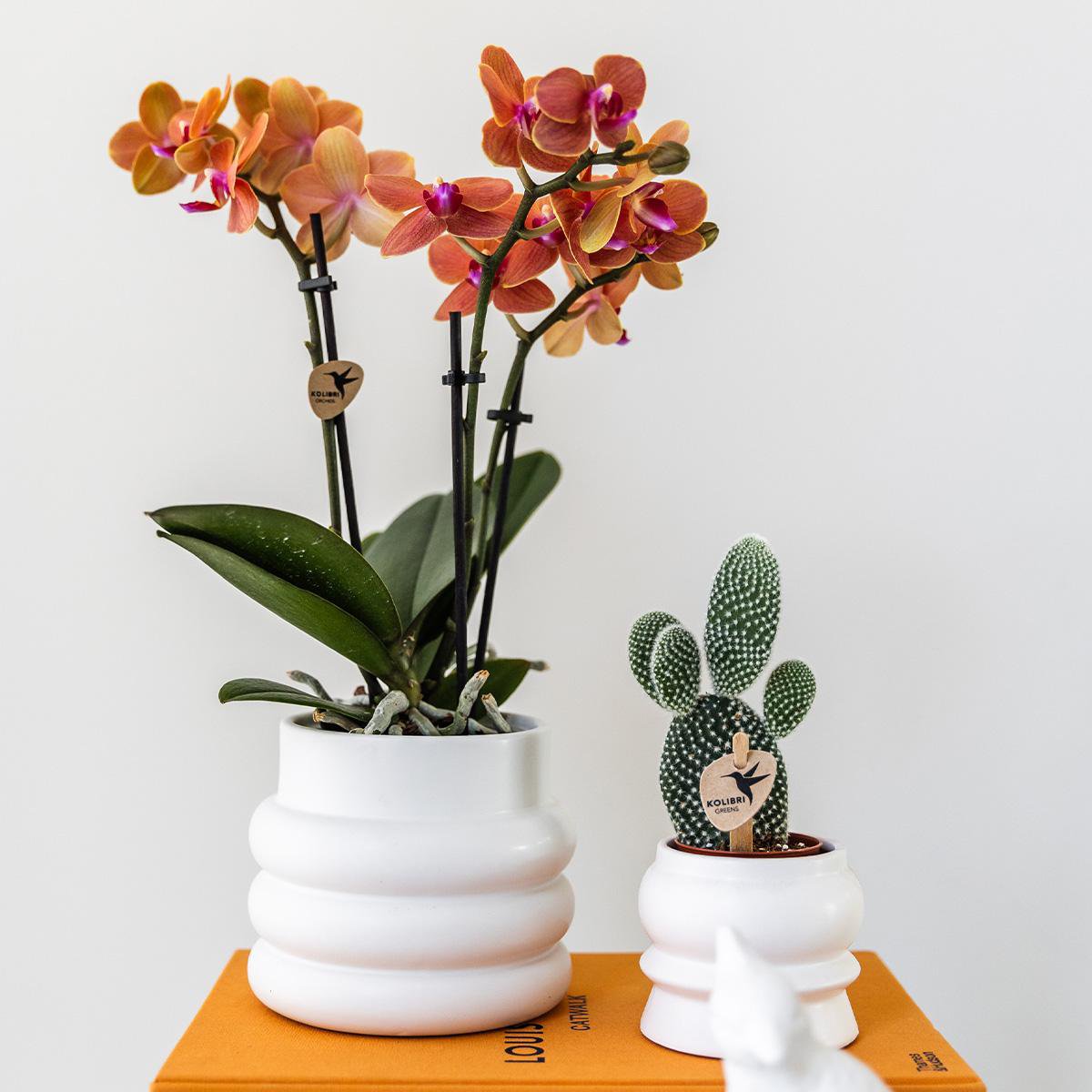 Anro Style Oranje Phalaenopsis orchidee - Mineral Bolzano + Bubble pot white - potmaat Ø9cm | bloeiende kamerplant - vers van de kweker
