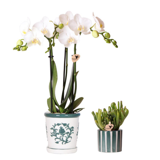 Anro Style Set van witte orchidee Amabilis in Malaga pot en succulent in Painted Stripe pot groen - potmaat Ø9cm & Ø6cm | bloeiende kamerplant - vers van de kweker