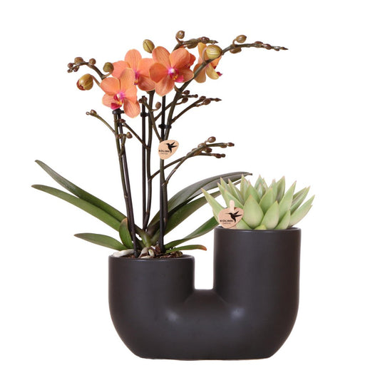 Anro Style Set van oranje orchidee Bolzano en succulent in Tube sierpot black - potmaat Ø9cm | bloeiende kamerplant - vers van de kweker