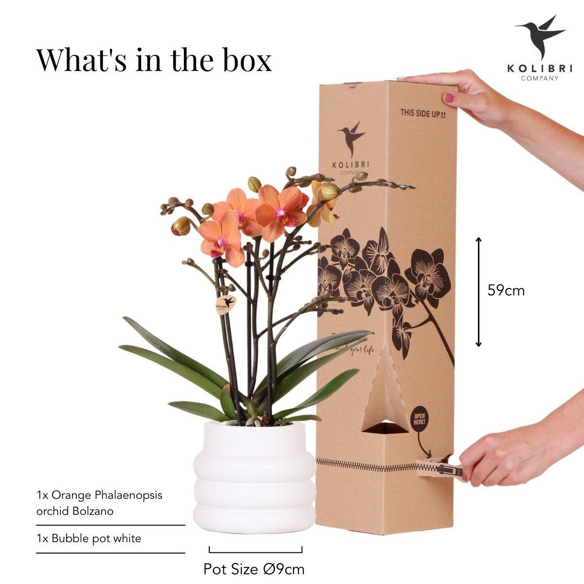 Anro Style Oranje Phalaenopsis orchidee - Mineral Bolzano + Bubble pot white - potmaat Ø9cm | bloeiende kamerplant - vers van de kweker