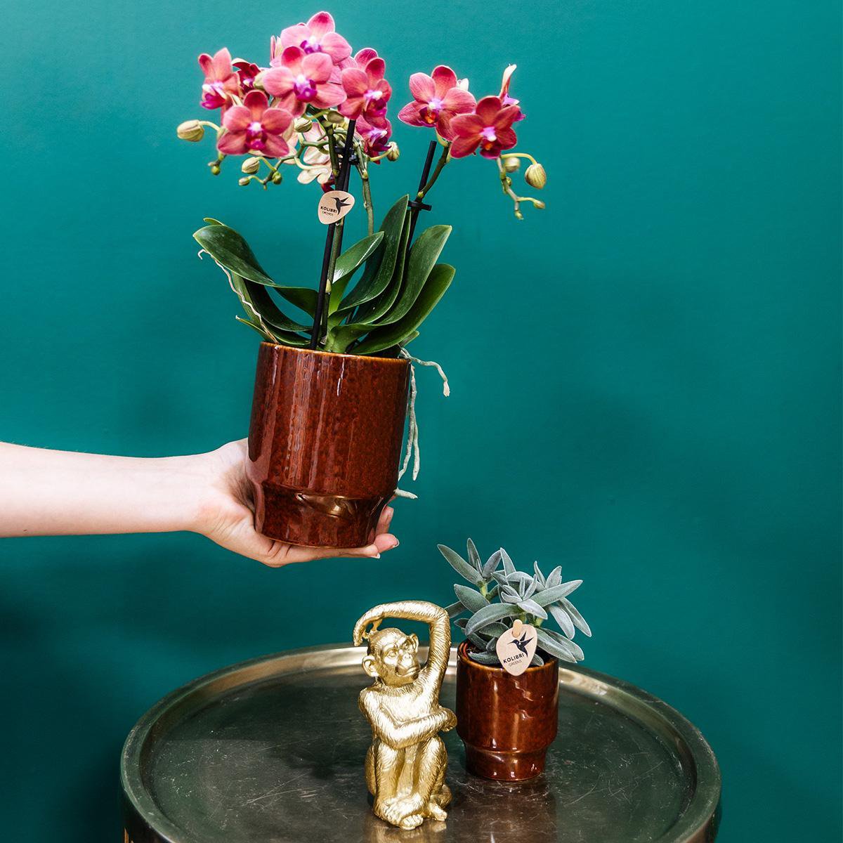 Anro Style rode Phalaenopsis orchidee - Congo + Classy red- potmaat Ø9cm | bloeiende kamerplant - vers van de kweker