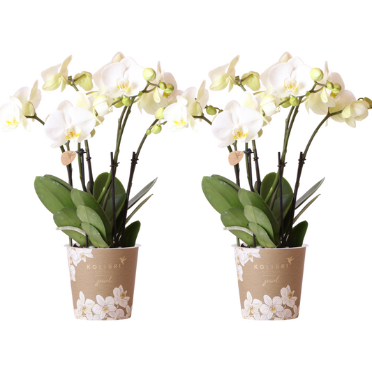 Anro Style COMBI DEAL van 2 witte Phalaenopsis orchideeën - potmaat Ø12cm | bloeiende kamerplant - vers van de kweker