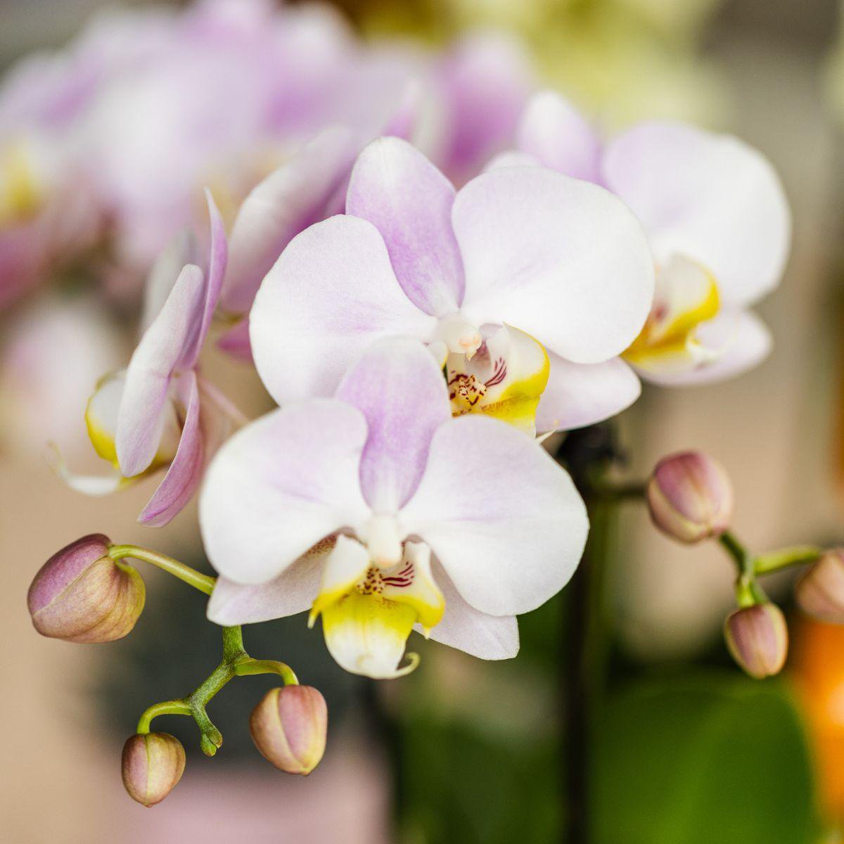 Anro Style Valentijn Set Roze Phalaenopsis Orchidee Portugal en Succulent incl. keramieken sierpotten