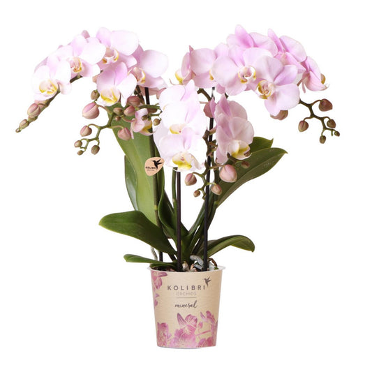 Anro Style Roze phalaenopsis orchidee - Portugal - potmaat Ø9cm | bloeiende kamerplant - vers van de kweker