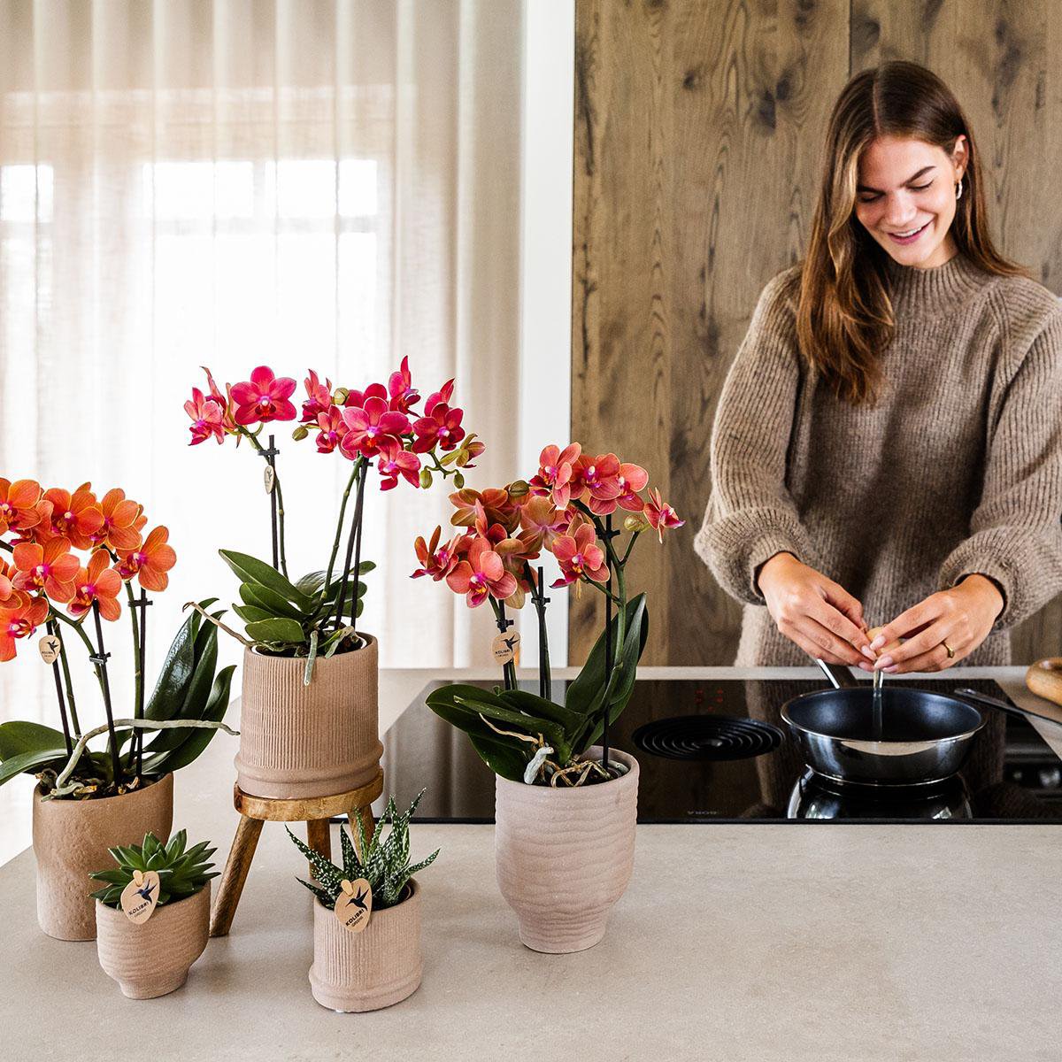 Anro Style Rode orchidee Congo + Bali sierpot sand - potmaat Ø9cm | bloeiende kamerplant - vers van de kweker