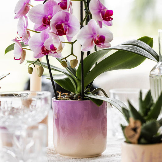 Anro Style Gradience sierpot - Roze - Ø6cm
