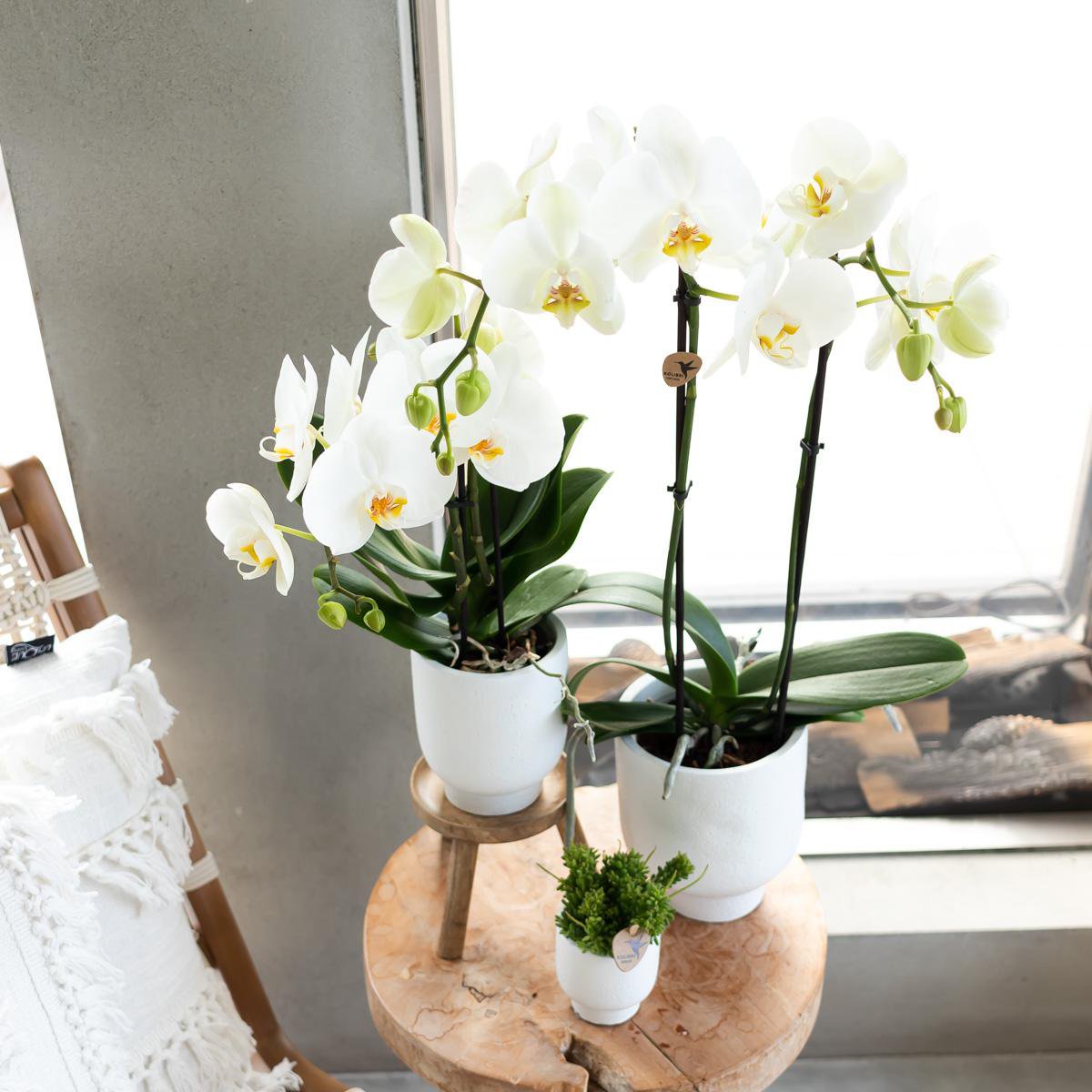 Anro Style Plantenstandaard - Houten planten verhoging Ø12cm