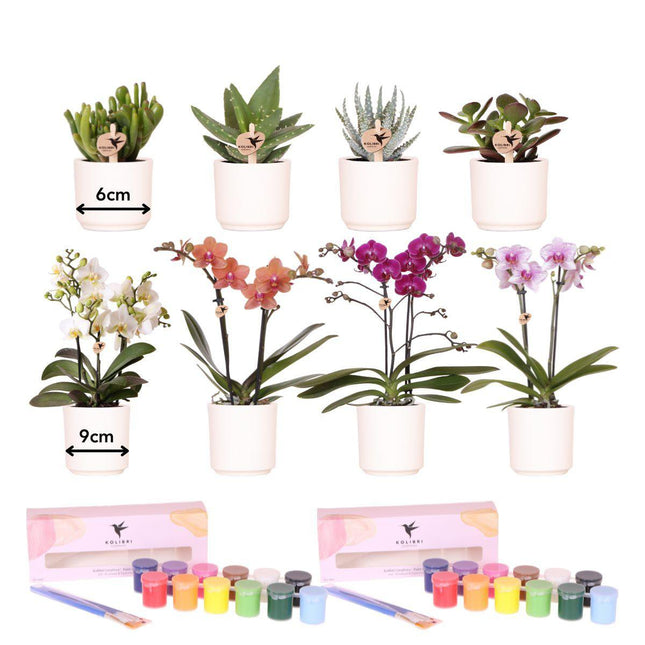 Anro Style Verfpakket voor het schilderen van 8 bloempotten + orchideeën en succulenten | voor minimaal 4 personen | Creatieve visionair