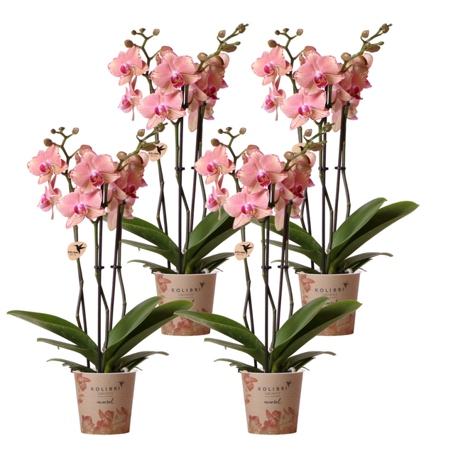 Anro Style COMBI DEAL van 4 Phalaenopsis orchideeën - Pirate Picotee - potmaat Ø12cm | bloeiende kamerplant - vers van de kweker