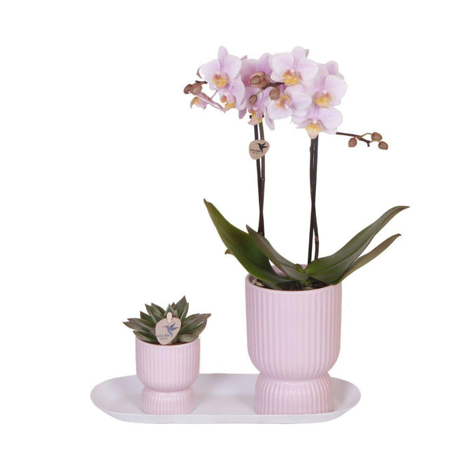 Anro Style| gele Phalaenopsis orchidee – Mexico + Citrus sierpot green – potmaat Ø9cm| bloeiende kamerplant in bloempot - vers van de kweker