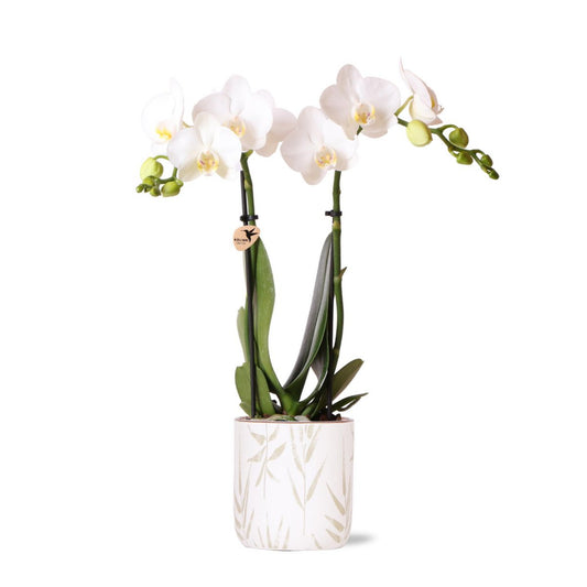 Anro Style witte Phalaenopsis orchidee - Amabilis + Leaf pot green - potmaat Ø9cm | bloeiende kamerplant - vers van de kweker