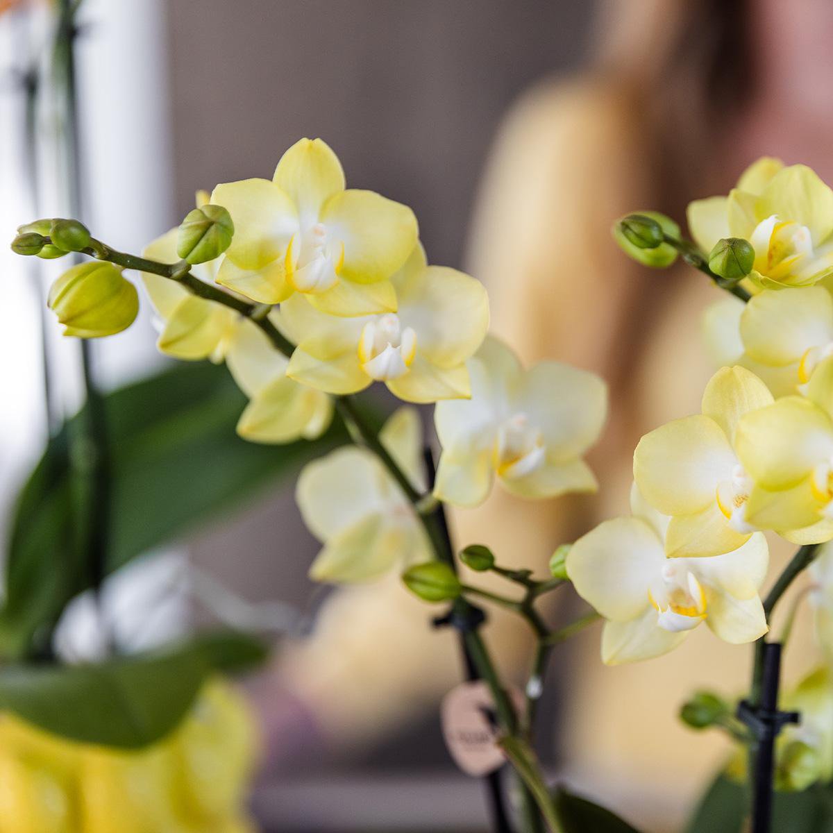 Anro Style gele Phalaenopsis orchidee - Mexico + Citrus sierpot yellow - potmaat Ø9cm | bloeiende kamerplant - vers van de kweker