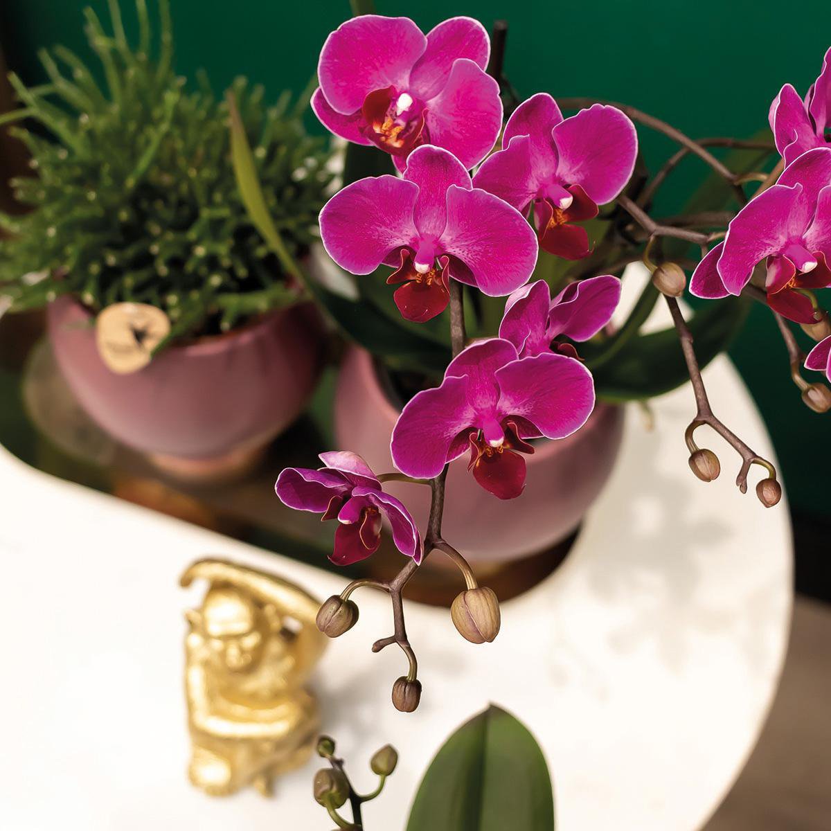 Anro Style COMBI DEAL van 2 paarse phalaenopsis orchideeën - Morelia - potmaat Ø9cm | bloeiende kamerplant - vers van de kweker