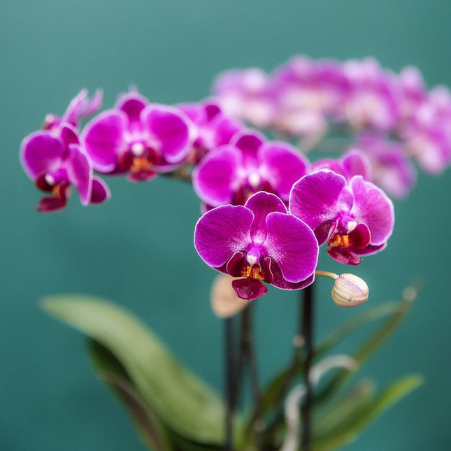 Anro Style COMBI DEAL van 4 paarse phalaenopsis orchideeën - Morelia - potmaat Ø9cm | bloeiende kamerplant - vers van de kweker