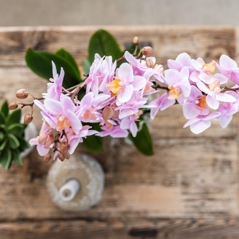 Anro Style| gele Phalaenopsis orchidee – Mexico + Citrus sierpot green – potmaat Ø9cm| bloeiende kamerplant in bloempot - vers van de kweker