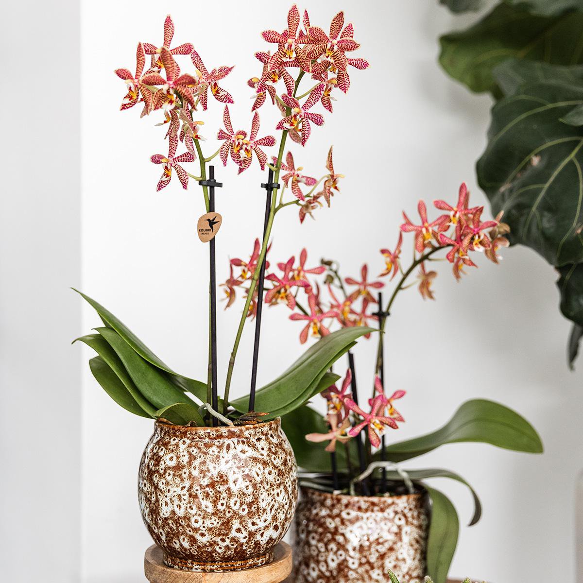 Anro Style Safari pot - 12 - Ø12cm