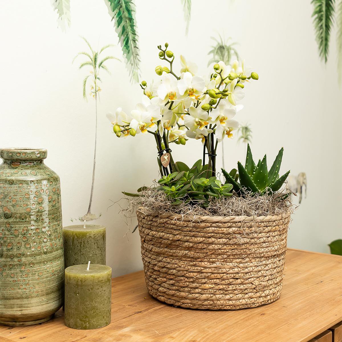 Anro Style paarse plantenset in Reed Basket incl. waterreservoir | drie paarse orchideeën Morelia 9cm en drie groene planten Rhipsalis | Jungle Bouquet paars met zelfvoorzienend waterreservoir