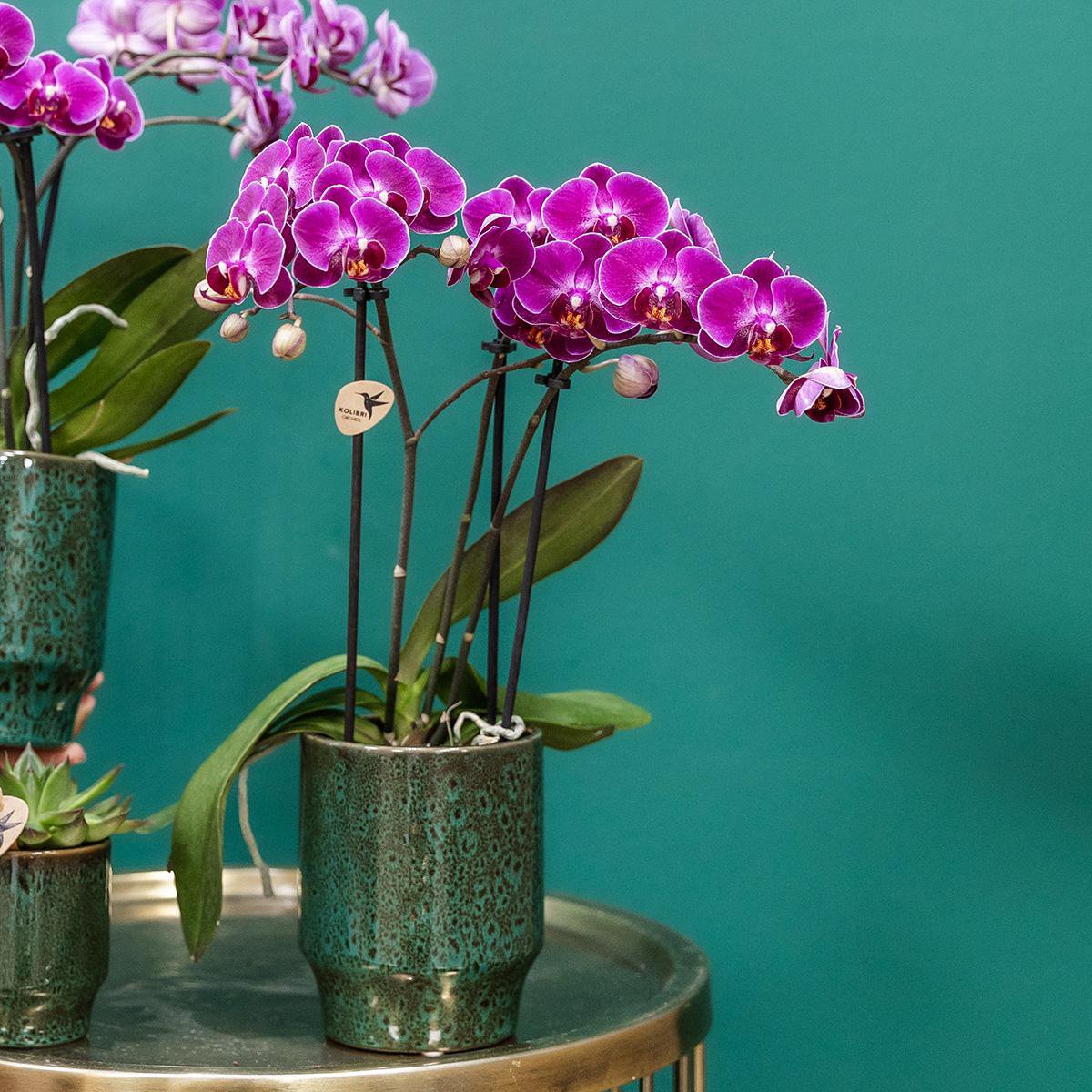 Anro Style Paarse phalaenopsis orchidee - Morelia Classy green- potmaat Ø9cm | bloeiende kamerplant - vers van de kweker