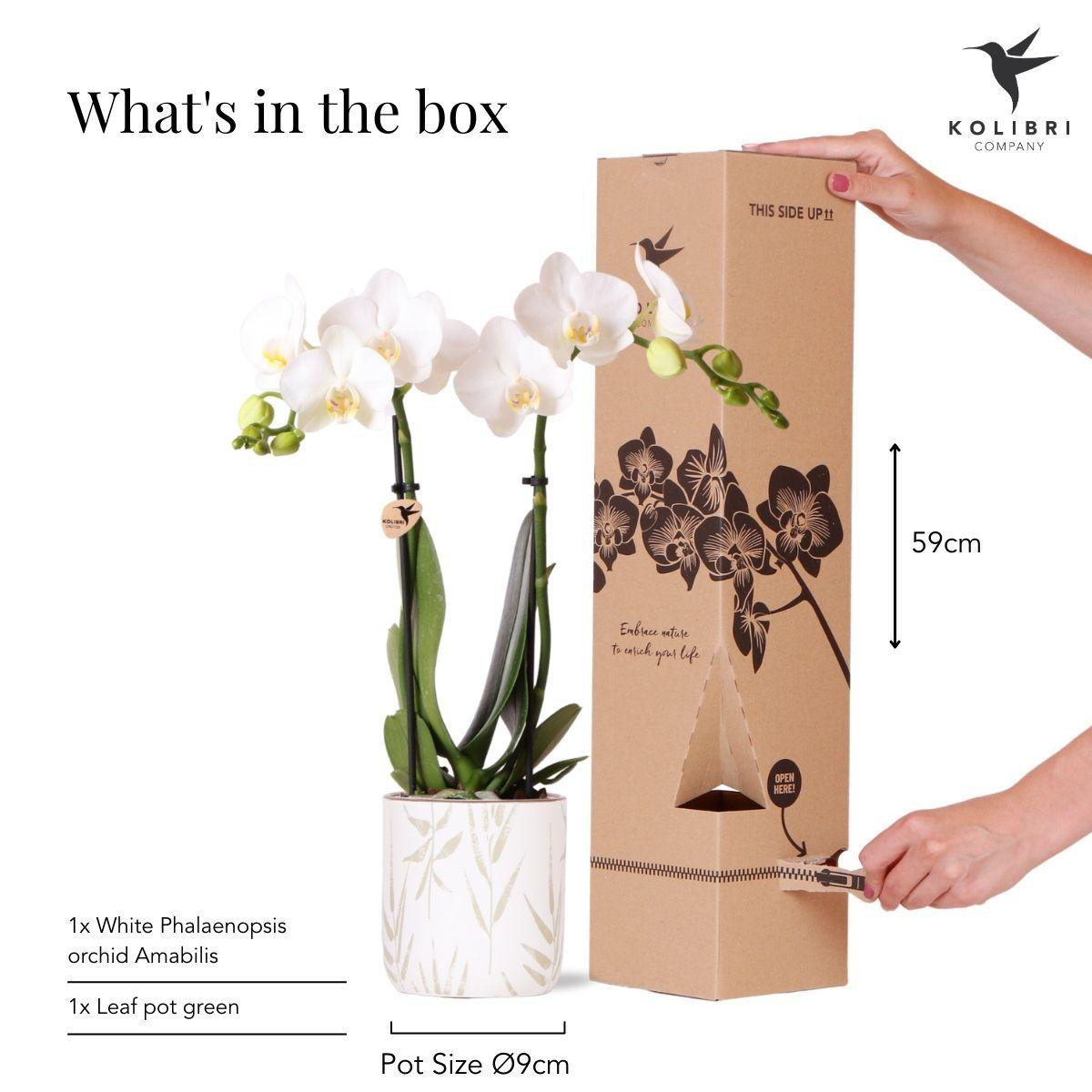 Anro Style witte Phalaenopsis orchidee - Amabilis + Leaf pot green - potmaat Ø9cm | bloeiende kamerplant - vers van de kweker