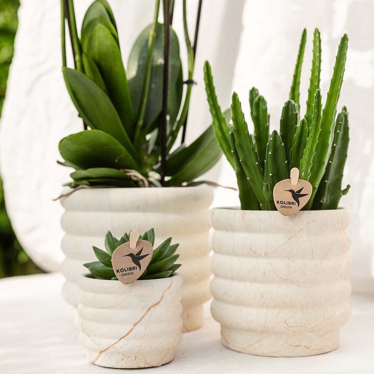 Anro Style Plantenset Slow Living small  | Witte Phalaenopsis Orchidee Lausanne en Succulent incl. keramieken sierpotten op wit organisch dienblad