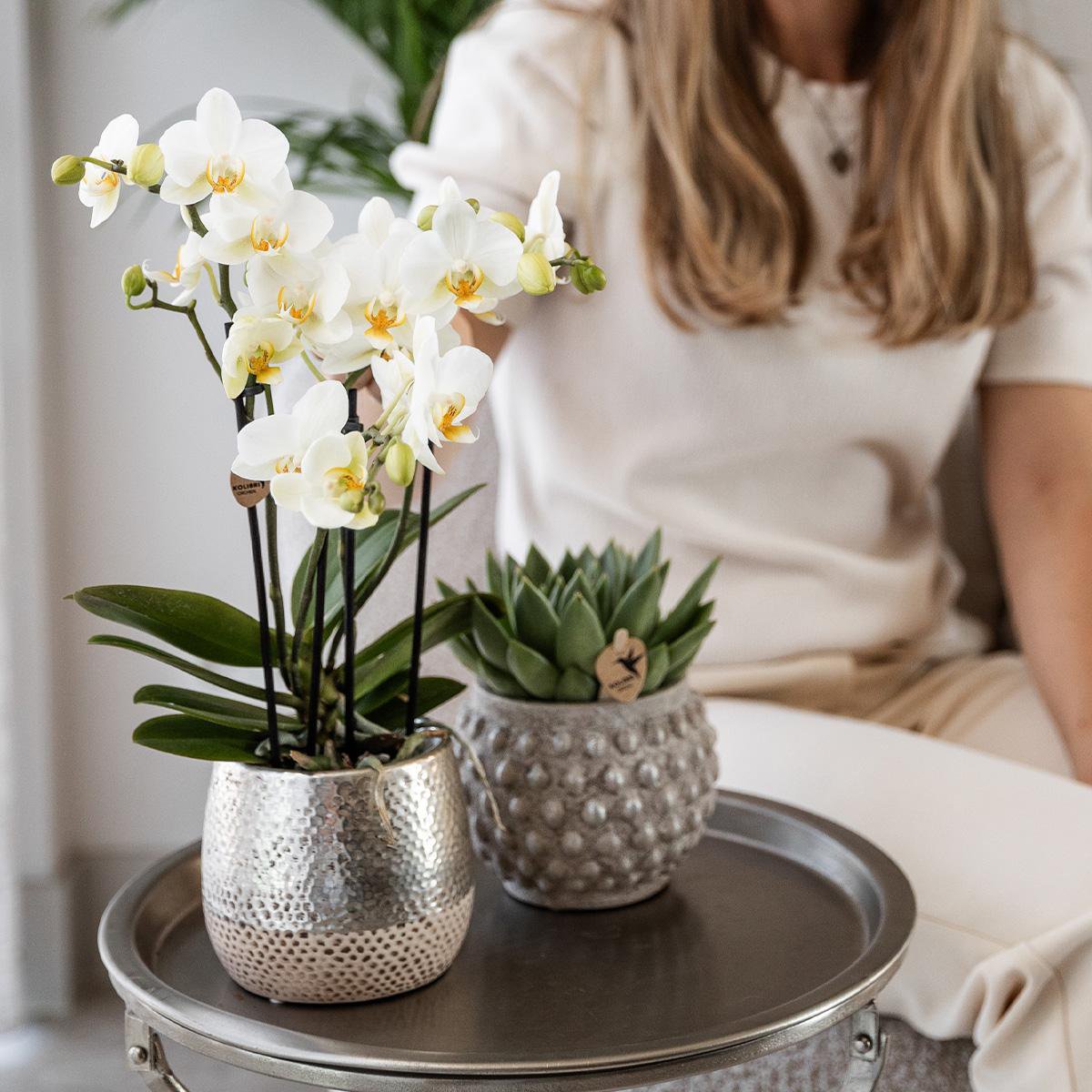 Anro Style Witte Phalaenopsis orchidee - Amabilis + Elite pot silver- potmaat Ø9cm - 35cm hoog vers van de kweker