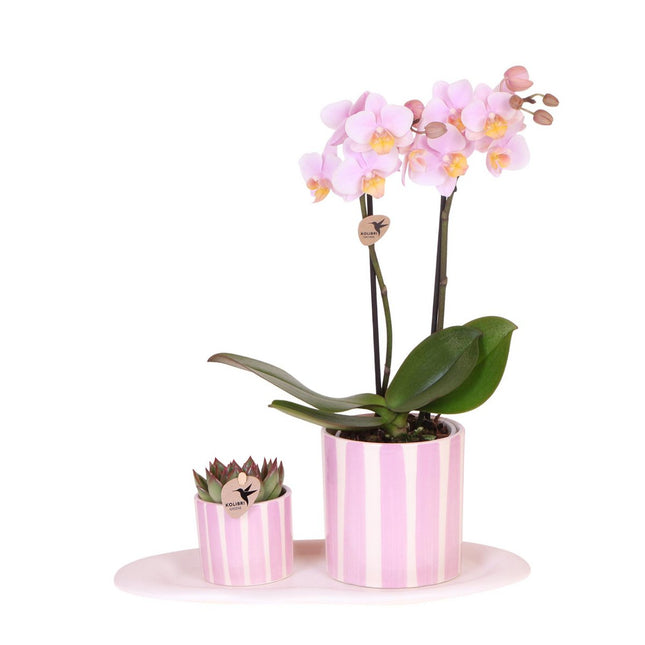 Anro Style Gift set Mediterranean Sunset small | Groene plant met roze Phalaenopsis orchidee Andorra  in Painted Stripe sierpotten op wit organisch dienblad