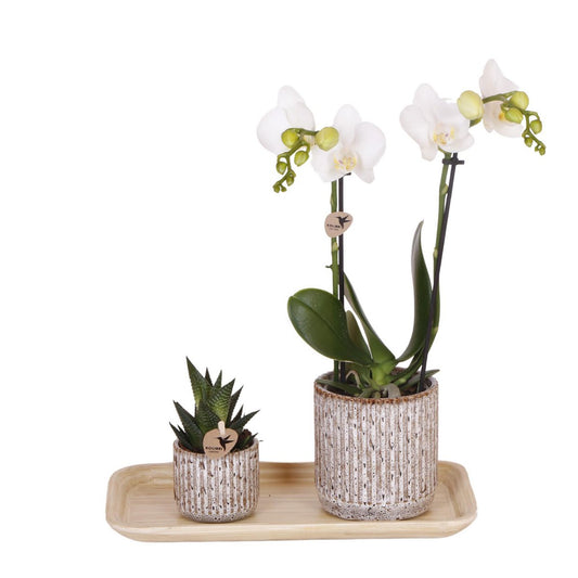 Anro Style Cadeauset Untamed Nature klein | Groene plant met witte Phalaenopsis orchidee Amabilis in Jaguar sierpotten op bamboeblad