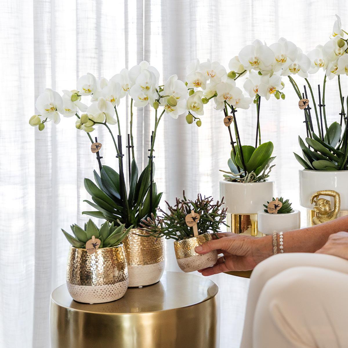 Anro Style witte Phalaenopsis orchidee - Amabilis + Lush pot - potmaat Ø9cm - 35cm hoog | bloeiende kamerplant - vers van de kweker