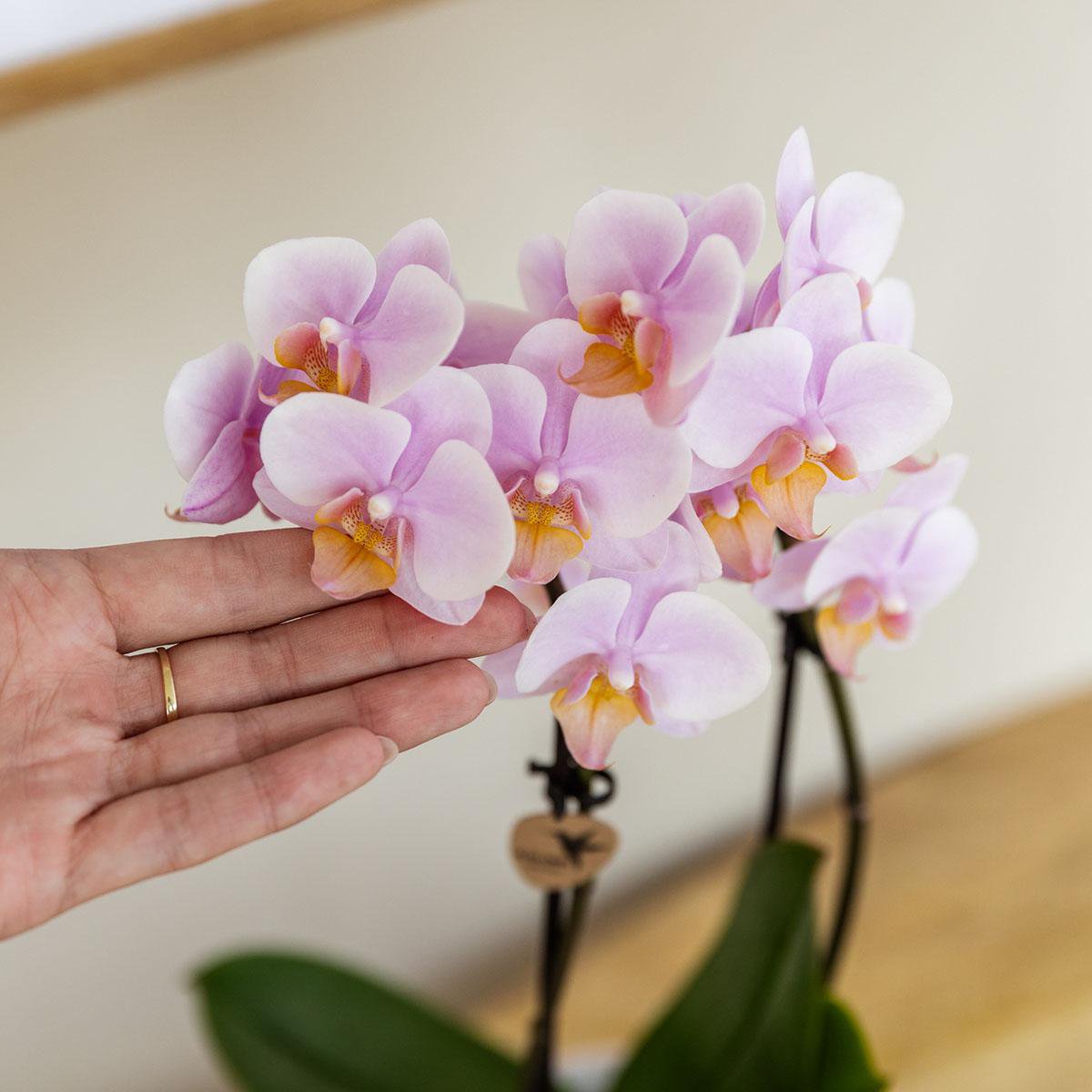 Anro Style Roze phalaenopsis orchidee - Andorra + Pastel pot pink - potmaat Ø9cm | bloeiende kamerplant - vers van de kweker