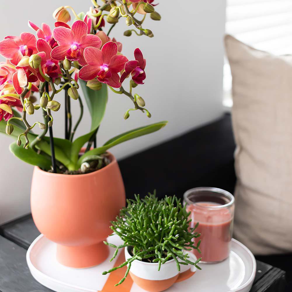 Anro Style rode Phalaenopsis orchidee Congo potmaat Ø9cm