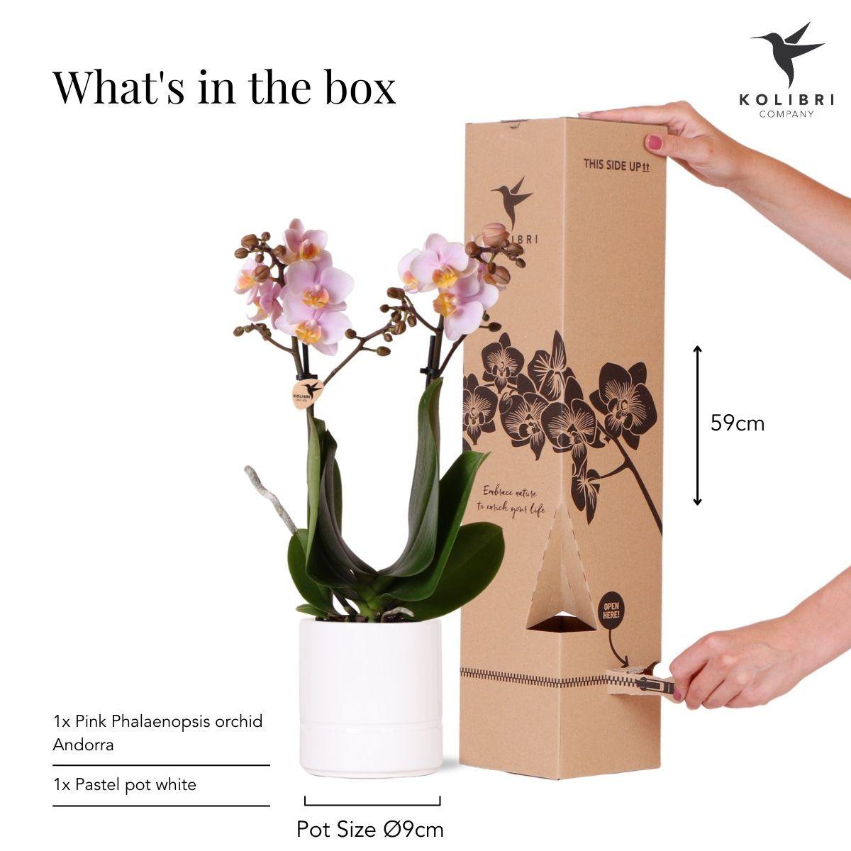 Anro Style Roze phalaenopsis orchidee - Andorra + Pastel pot white - potmaat Ø9cm | bloeiende kamerplant - vers van de kweker