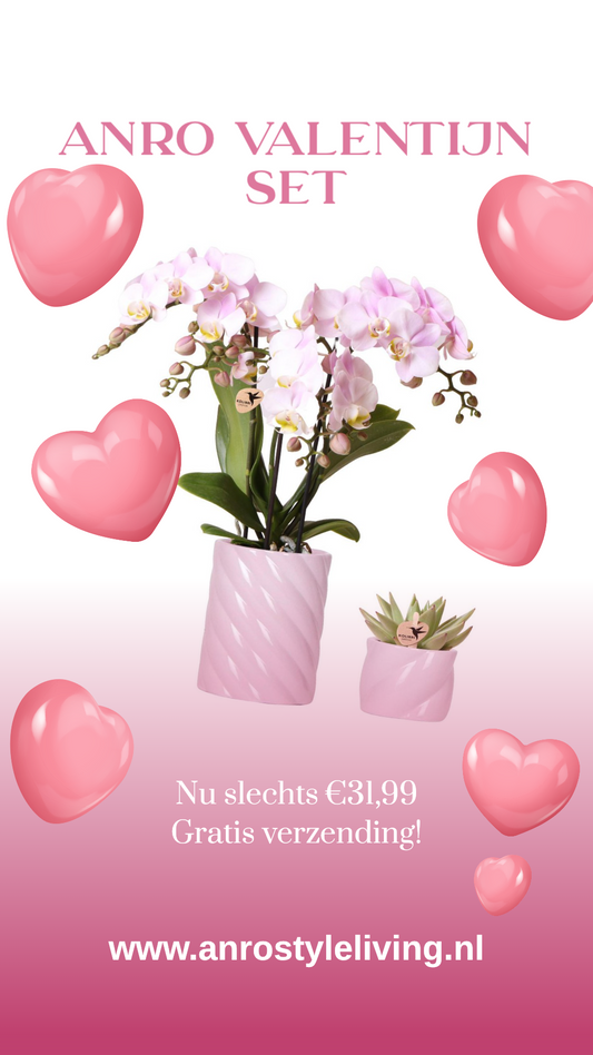 Anro Style Valentijn Set Roze Phalaenopsis Orchidee Portugal en Succulent incl. keramieken sierpotten